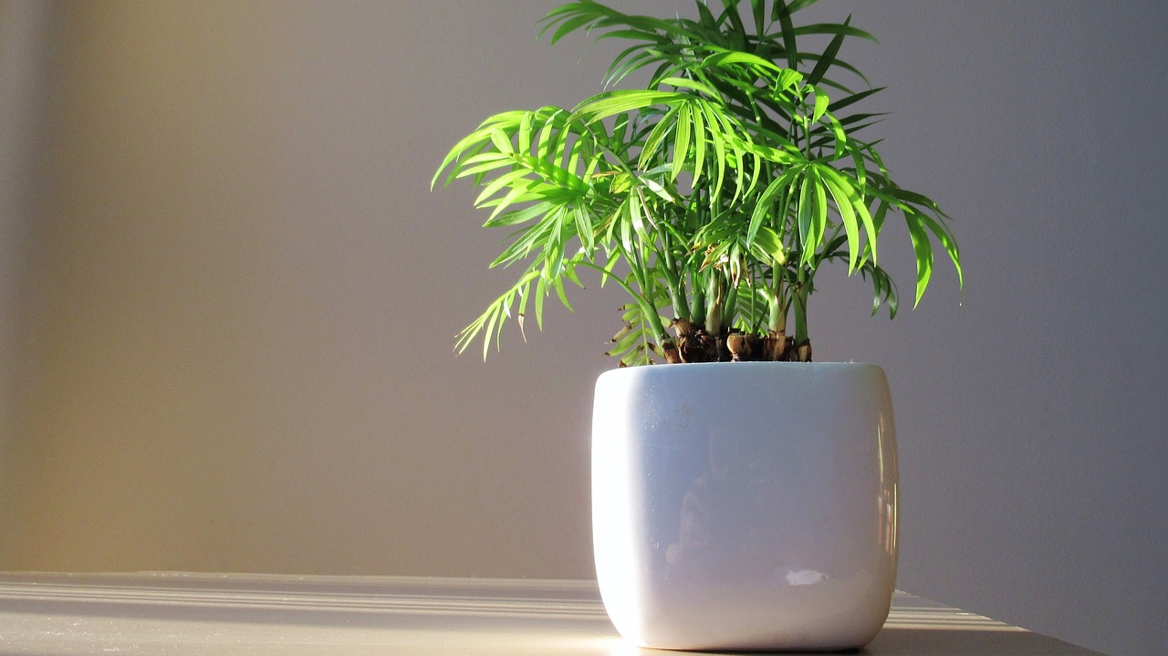 药用植物金钱草的奥秘，作用与重要性揭秘