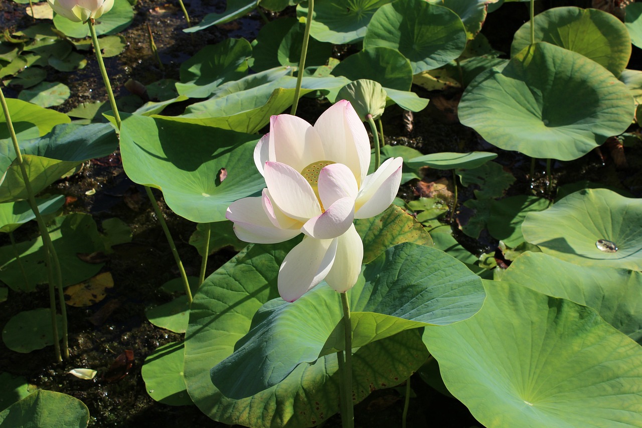 新澳正版资料免费大全,连翘功效与作用,经典版Eleme43.16