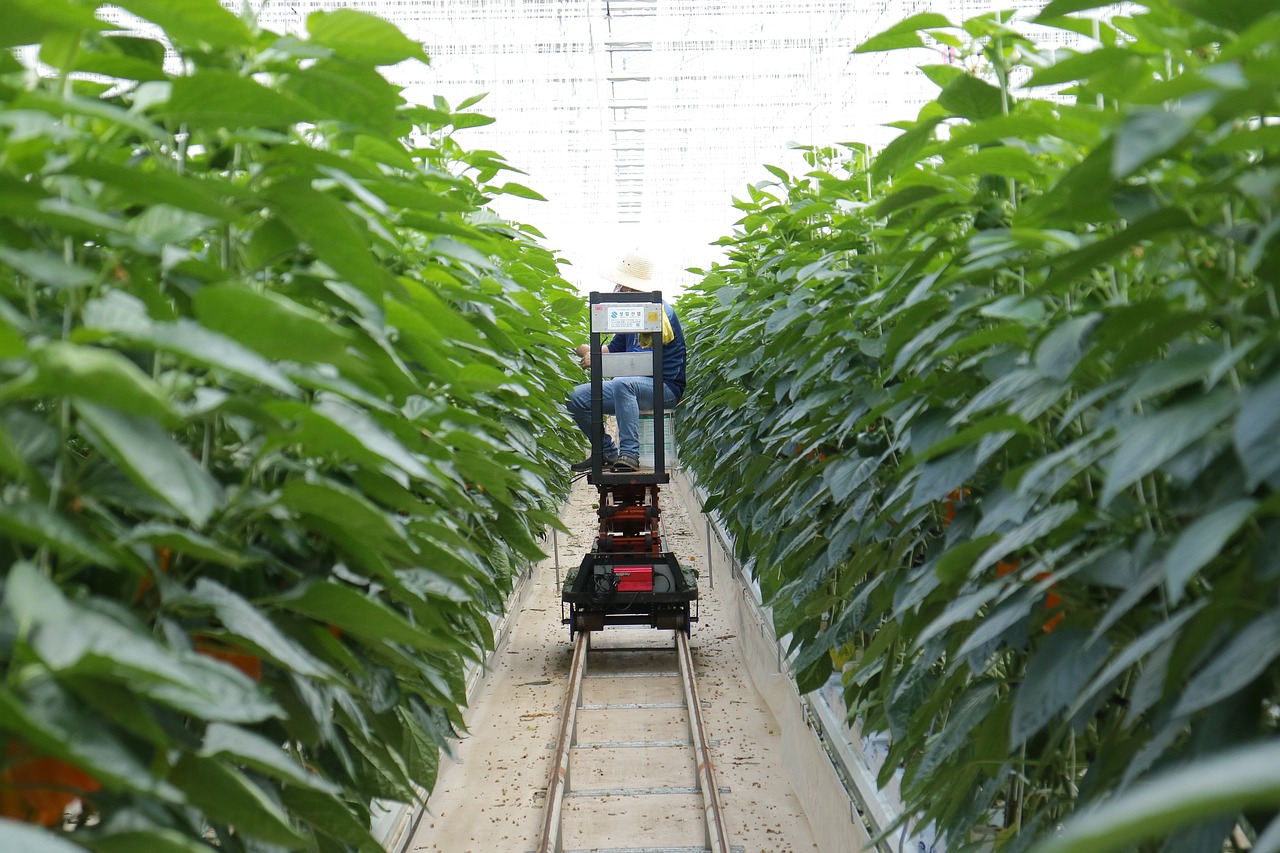 芋头最新高产栽培技术与种植指南